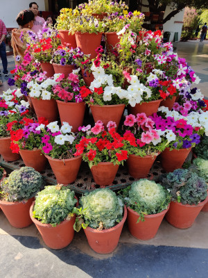 Flower garden